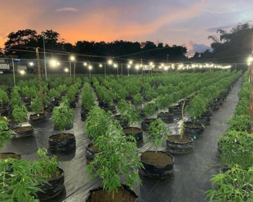Jamaican marijuana plants at ganja farm tour