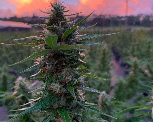 Jamaican marijuana bud at ganja farm tour